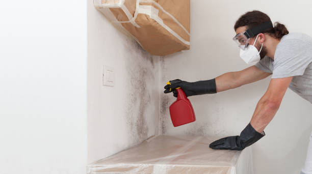 Professional Black Mold Removal technician working in Newtown Square, PA
