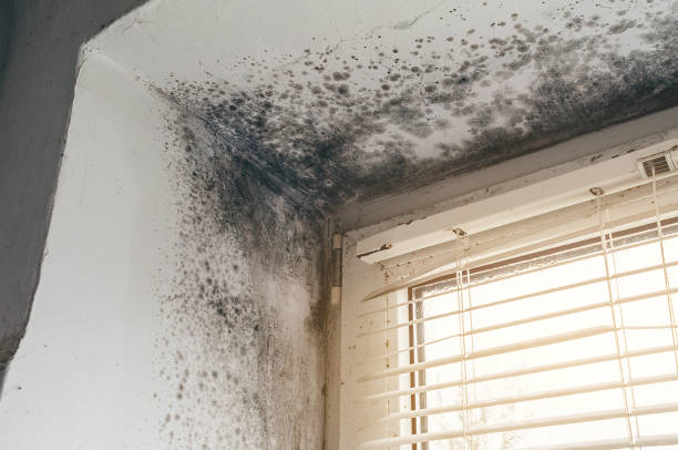 Affordable Mold Cleanup solutions in Newtown Square, PA