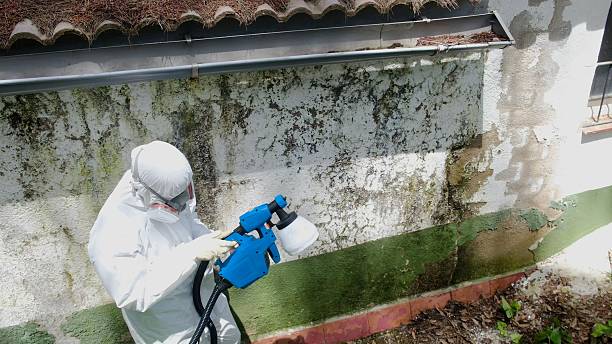 Trusted Black Mold Removal service in Newtown Square, PA - Cheap Mold Removal